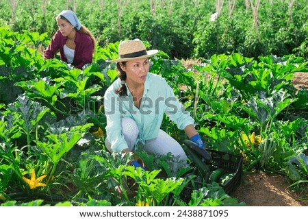 Experienced Asian female farm worker gathering crop of organic green courgettes at vegetable plantation. Summer harvest time Royalty-Free Stock Photo #2438871095