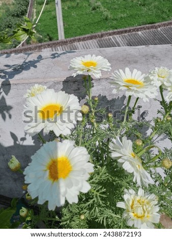 Beautiful crown daisy chrysanthemum flowers stock photo.