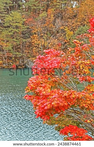 The beautiful red leaf in autumn season leaf in Japan.