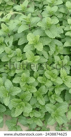 Peppermint is a hybrid species of mint, a cross between watermint and spearmint. Indigenous to Europe and the Middle East, the plant is now widely spread and cultivated in many regions of world.  Royalty-Free Stock Photo #2438874625