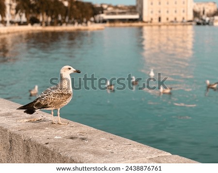 Gorgeous seagull in Split, Croatia, enjoying the sunset. Royalty-Free Stock Photo #2438876761