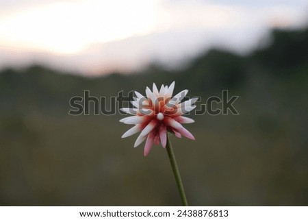 Inirida Flower - Colombia - Schoenocephalium teretifolium Royalty-Free Stock Photo #2438876813