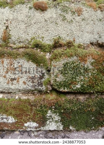 a form of moss that settles on rocks in residential buildings Royalty-Free Stock Photo #2438877053