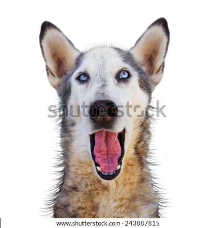 wolf mix making a funny face isolated on a white background