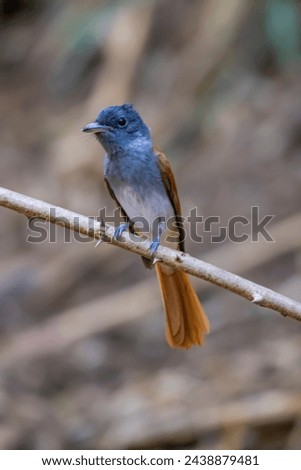 The Asian Paradise Flycatcher on a branch in nature