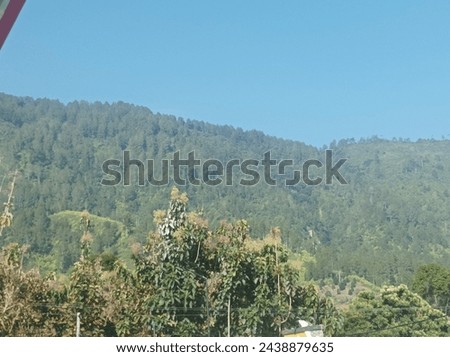 view of shady trees on top of the mountain