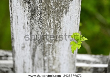 A close-up photo of vibrant spring plants peeking through a white picket fence on a sunny morning.