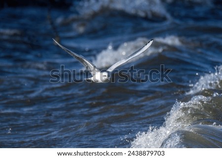 Flight scene of Black headed gull (Yurikamome) flying in the rough water surface background Royalty-Free Stock Photo #2438879703