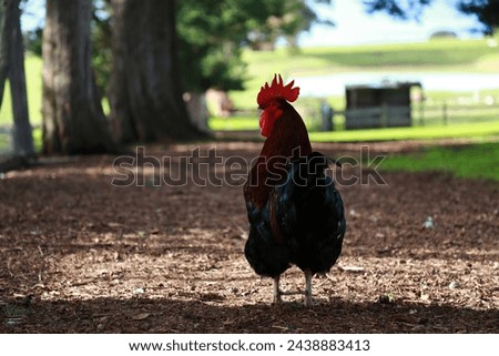 rooster in nature with farm backgorund