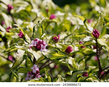 Winter Daphne flowers with variegated leaves bloom. Royalty-Free Stock Photo #2438888673