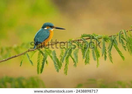 Did you know kingfishers are known for their vibrant colors and excellent fishing skills They can dive into the water to catch fish with precision