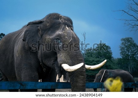 Elephants at elephant camp in Karnataka 
