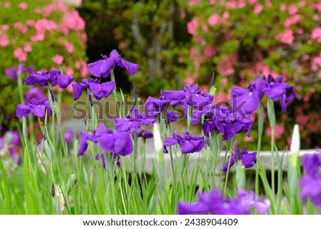 Photo of irises blooming in the garden of Umenomiya Taisha Shrine