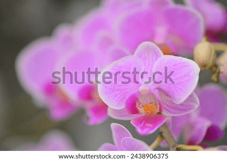Orchids, known for their elegance, often come in shades of pink. Renowned for their understated yet sophisticated appearance, they exude exceptional grace and often bring joy to people.