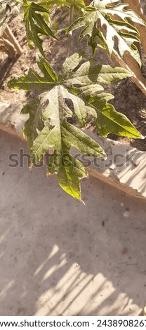 close up photo of papaya leaf in sunlight 
