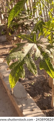 papaya leaves photo in golden hour