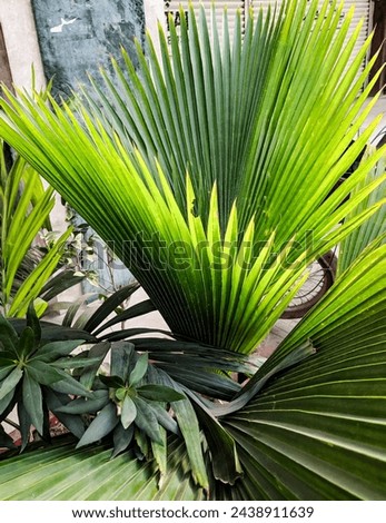 real green nature's plant picture