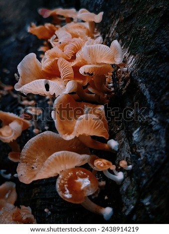 Fungi, fungi, or toadstools are organisms that belong to the Fungi kingdom and do not have chlorophyll so they are heterotrophs. Royalty-Free Stock Photo #2438914219
