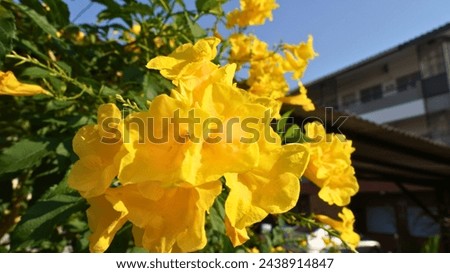 Yellow elder flowers. Golden Elegance: Yellow Elder Flower in Bloom. Royalty-Free Stock Photo #2438914847