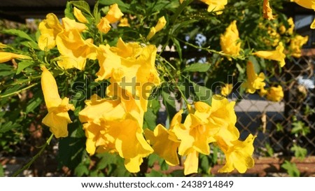 Yellow elder flowers. Golden Elegance: Yellow Elder Flower in Bloom. Royalty-Free Stock Photo #2438914849