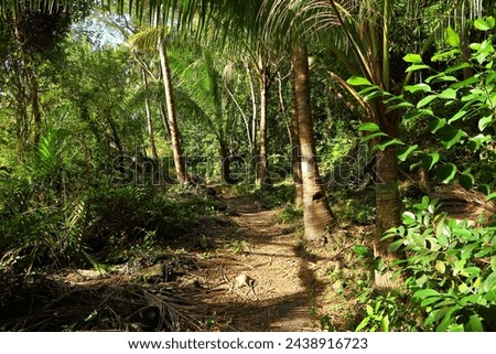 Path in the tropical jungle, green trees and bush. Palm trees and coconut palms. Green foliage and branches, exotic travel picture.