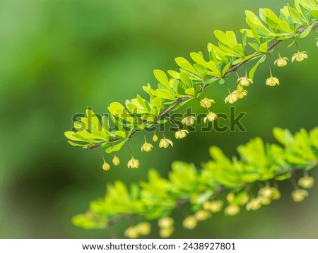 Bush of barberry in the spring with fresh green leaves and small yellow flowers. Branches of bushes with young leaves. Background image. Berberis, commonly known as barberry.