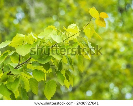 Branches with spring leaves common aspen, Populus tremula. Floral background with green spring leaves. Close up on a fresh green leaves of common aspen, Populus tremula Royalty-Free Stock Photo #2438927841