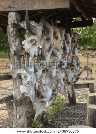 The animal skeleton at the savana Bekol, Baluran, Indonesia