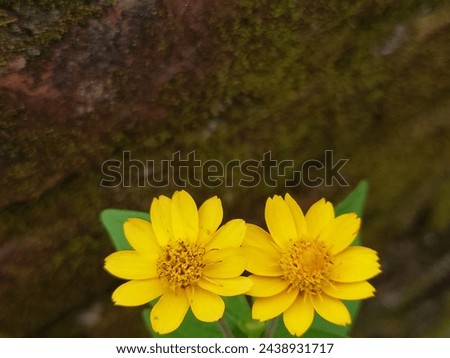 Wedelia flowers, bright yellow, are small with circular petals like sunflowers.
