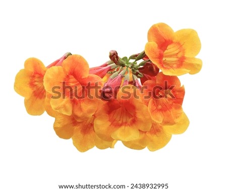 Yellow elder or Trumpetbush or Yellow trumpet-flower or Yellow trumpetbush flowers. Close yellow-orange flowers bunch isolated on white background. Royalty-Free Stock Photo #2438932995