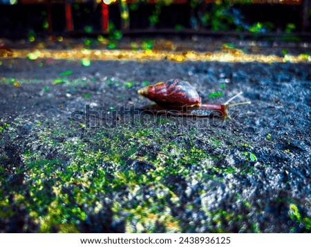 The snail in monsoon. A beautiful nature with snail. Beautiful monsoon.