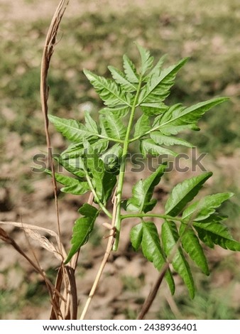 Sure, here's a description of a green plant picture:

The picture depicts a lush green plant with vibrant, broad leaves. The plant appears healthy and thriving, with its leaves displaying various shad