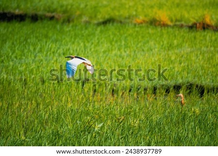 16 March 2024. An Ardeidae is flying around the rice fields Royalty-Free Stock Photo #2438937789
