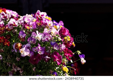 Colorful pansy flowers in a planter