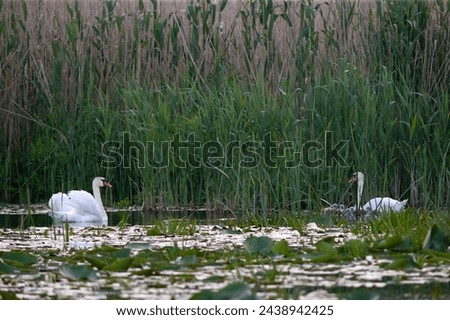 Swans with cygnets swiming on the lake in Danube Delta, Romania