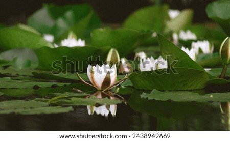 Water lilies on the surface waters of the Danube Delta, Romania