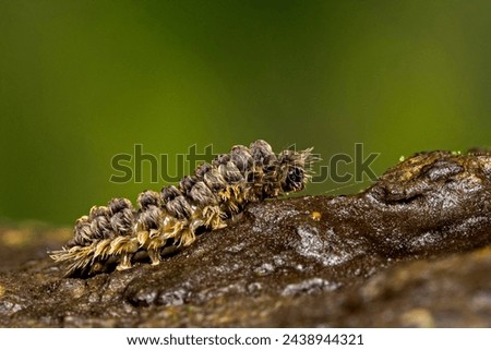 Puss Caterpillar an insect which causes infection on touching. Royalty-Free Stock Photo #2438944321