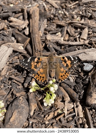 Close up picture of a painted lady butterfly. Raised and released in a project based learning school.