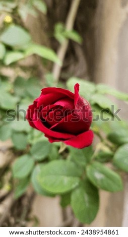 Natural blooming red rose on green leaves vine. Best picture of Red rose to be used.