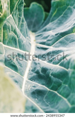 Green leaf plant close up, big greenish blue Cauliflower leaves Royalty-Free Stock Photo #2438955347