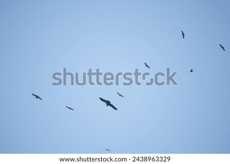 Spring migration idea concept of birds. Predators flying in the blue sky. As the weather gets warmer, bird migration begins. Animal. Ornithology. No people, nobody. Horizontal photo.