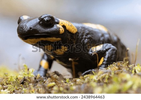 colorful salamander in natural habitat (Salamandra salamandra)