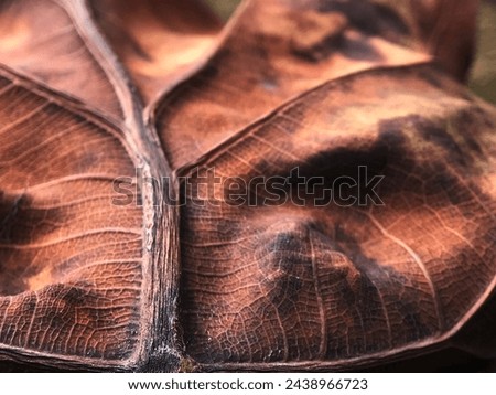 Dry leaf texture, macro photo as organic nature background, texture close to leaf veins. Botanical design wallpaper, environmental background