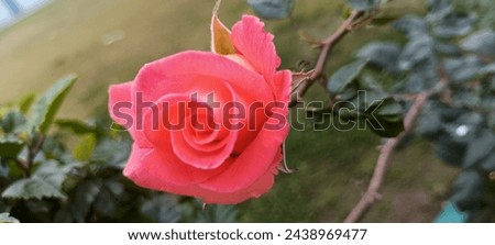 each flower consists of a floral axis upon which are borne the essential organs of reproduction (stamens and pistils) and usually accessory organs (sepals and petals); Royalty-Free Stock Photo #2438969477
