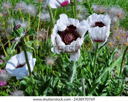 Eastern white poppy (Papaver orientale) photographed close up. A dark burgundy center in the middle. Beautiful flower growing in the meadow.
