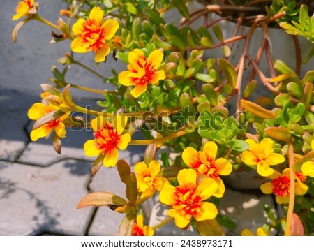Stunning close-up of Portulaca oleracea(Purslane family,sun jewels) yellow reddish small sized flowers with small leaves ultra hd hi-res stock image photo picture selective focus horizontal background