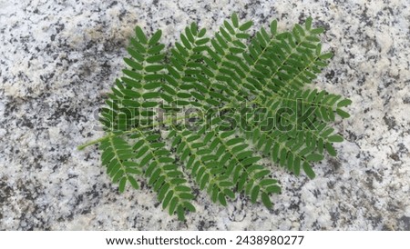 this is a picture of a green leaf