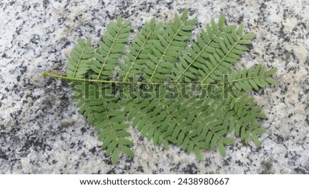 this is a picture of a green leaf