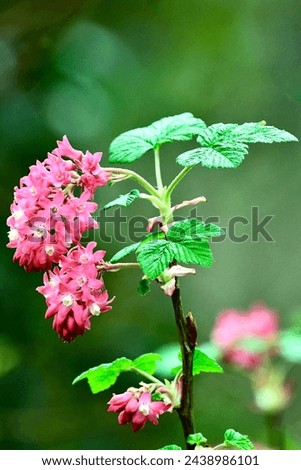 Red Ribes is blooming in late wintertime (Ribes sanguineum)  Royalty-Free Stock Photo #2438986101