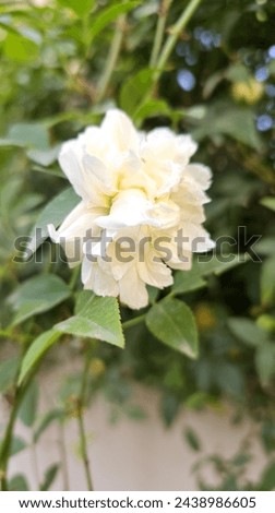 Natural blooming lady banks rose on green leaves bushes. Best picture of lady banks rose to be used.
